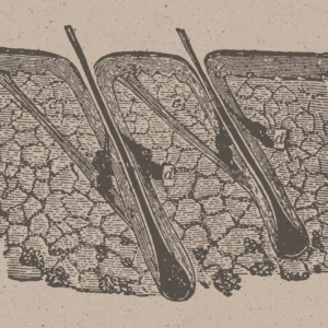 Platelet-rich fibrin